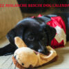 2022 Avy Dogs calendar